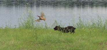 Flushing Spaniel Training South Carolina Webfoot Retrievers