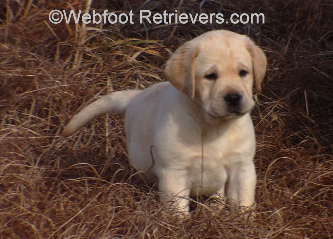 English Labrador Retriever Puppy South Carolina Webfoot Retrievers
