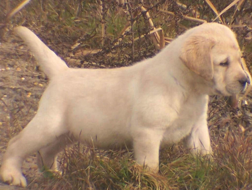 yellow english lab puppies for sale