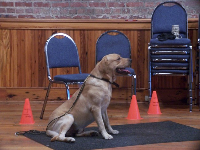 Dog Obedience Training South Carolina Webfoot Retrievers